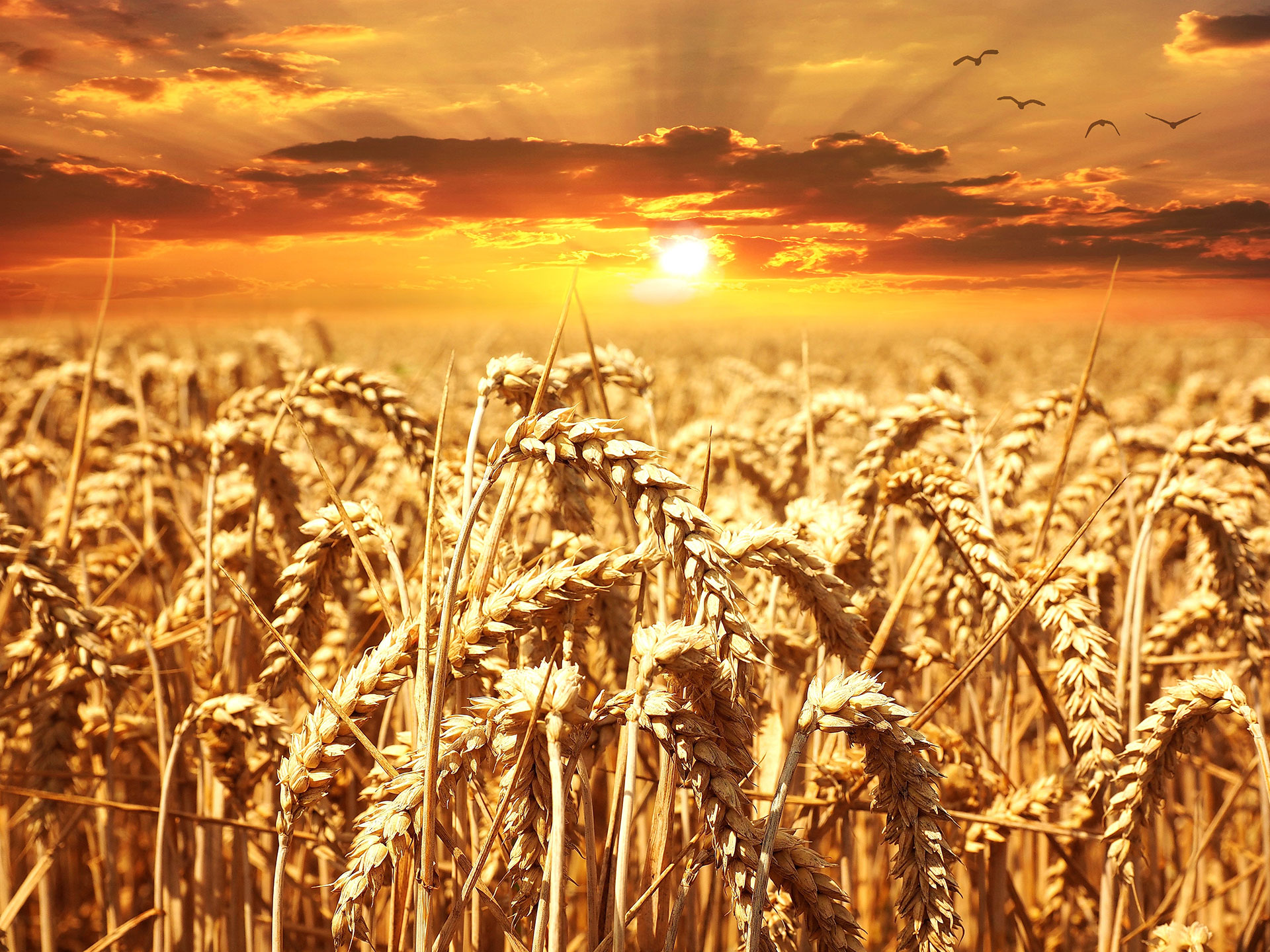 Mature grain ready for harvest at sunset